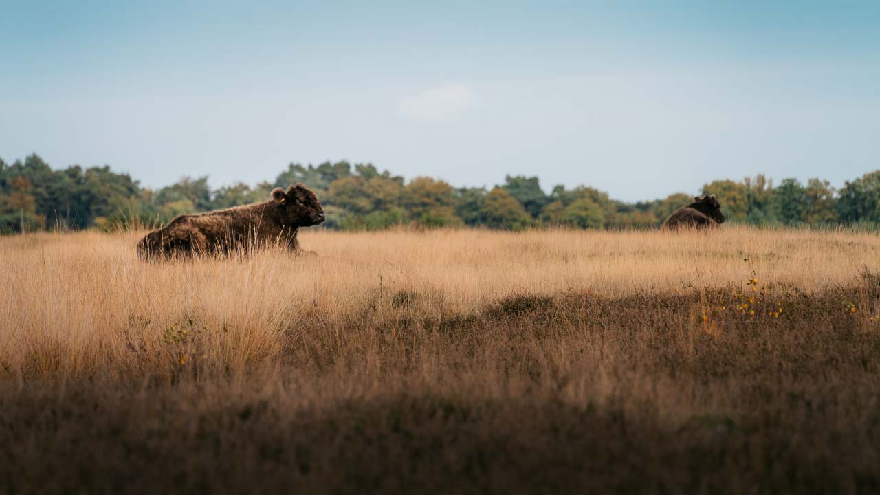 Hageven Plateau